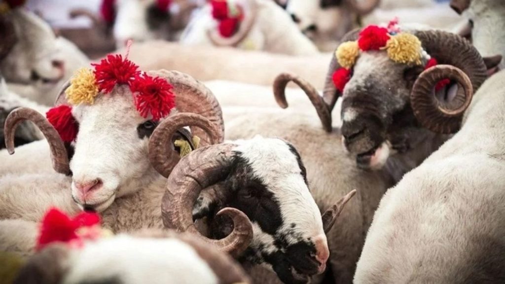 Türkiye Kurban Bayramı’na Hazırlanıyor: Bayram Yoğunluğu ve Güvenlik Uyarıları