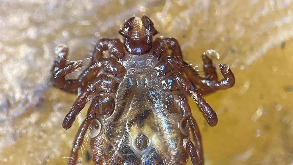 Türkiye’de Yeni Keşfedilen Keneye Uluslararası Makale Yayını