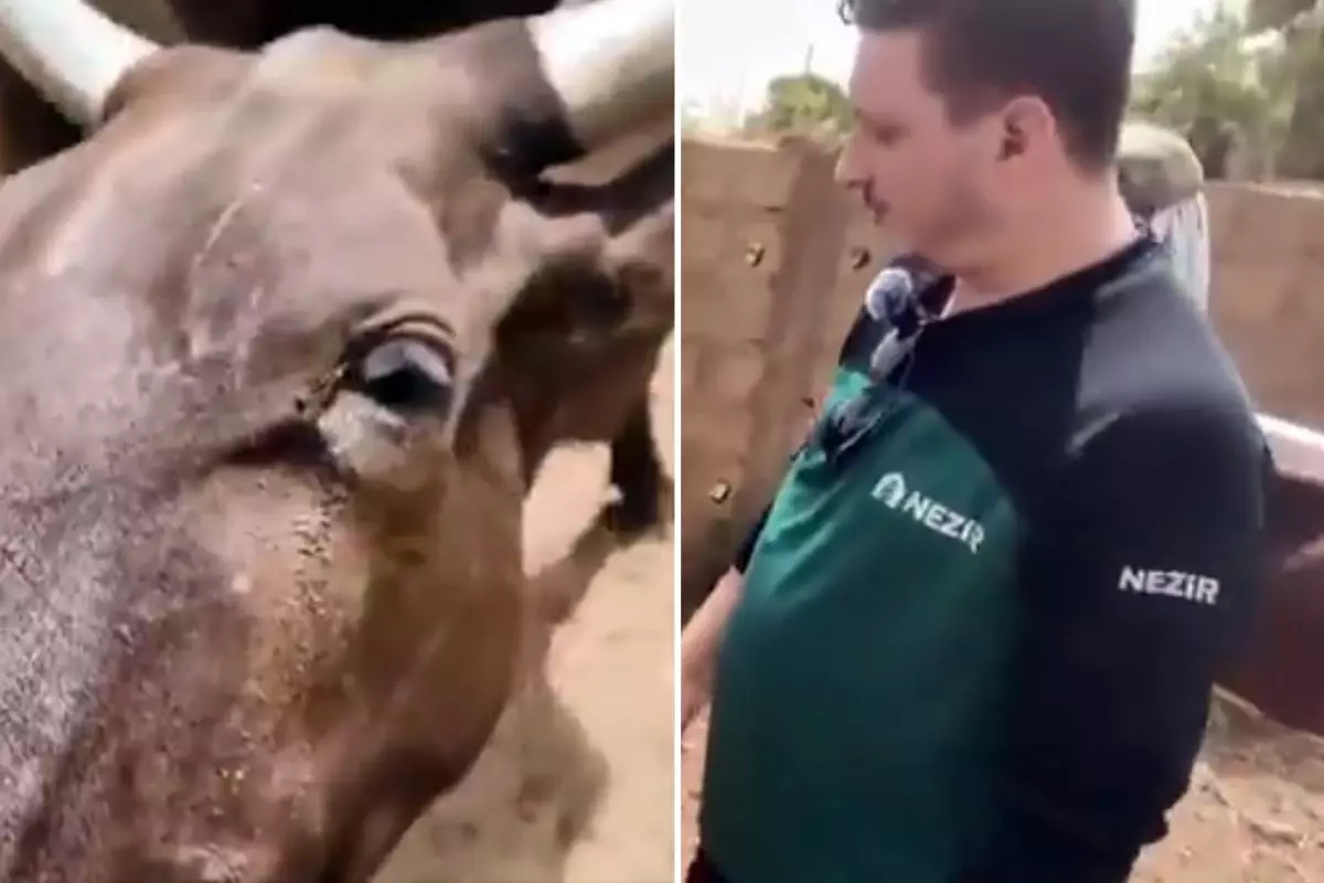 Türkiye’deki Derneğin Nijer’deki Kurban Kesimi Tartışması