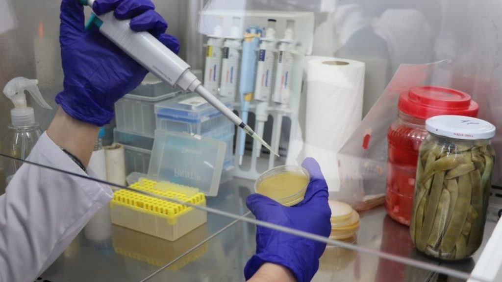 Turşulardaki Yararlı Bakterilerin Bitki Koruma Potansiyeli Araştırılıyor