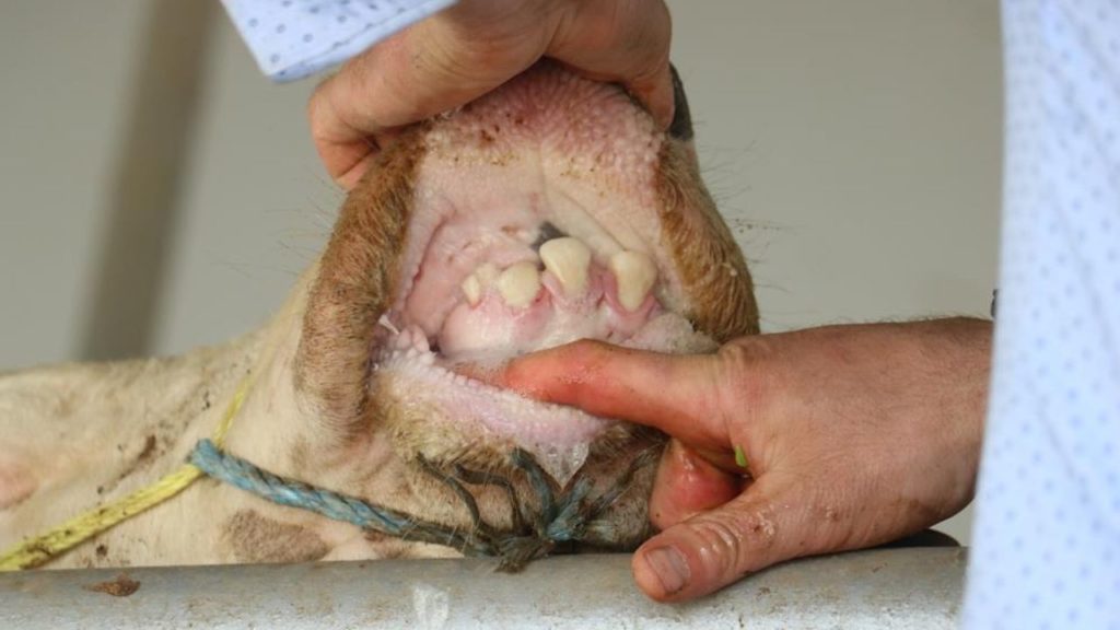 Valilikten Şap Hastalığı Uyarısı ve Alınan Tedbirler