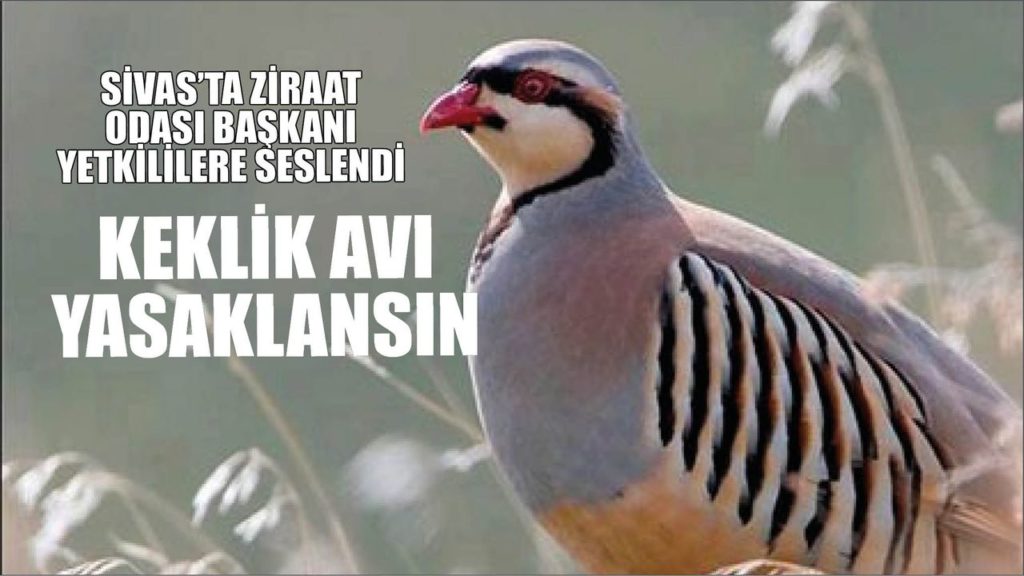 Zara Ziraat Odası Başkanı Zeki Şimşek’ten Kene Vakalarına Dair Uyarı