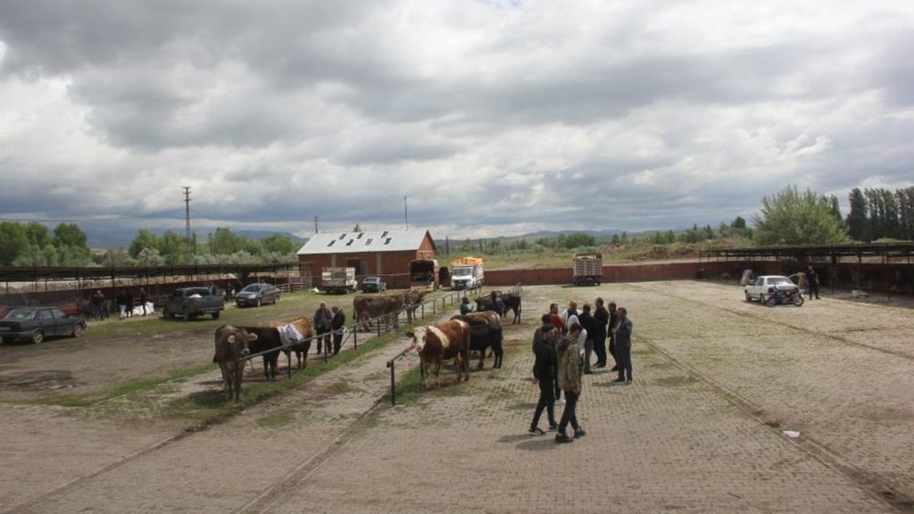 Zara’da Kurban Bayramı Öncesi Canlı Hayvan Pazarında Satışlar Düşük Seviyede Kaldı