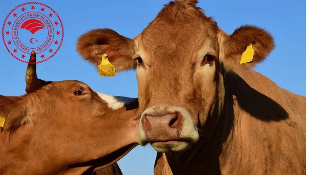 ANKARA-BHA’dan Hayvan Pazarları ve Yapay Et İddialarına İlişkin Açıklama
