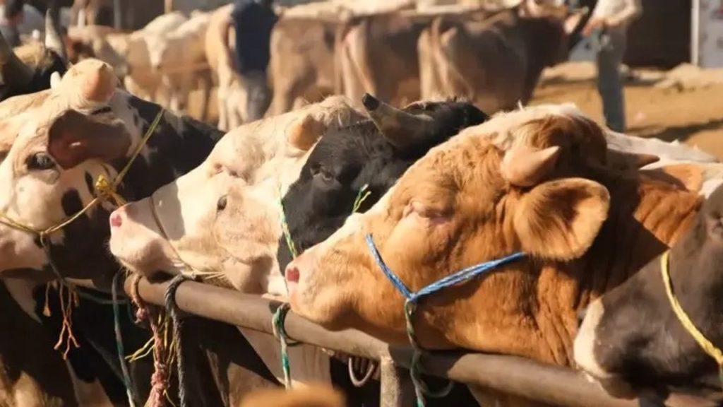 Hayvan Pazarları Kapatıldı: Şap Salgınına Karşı Tedbirler Artırıldı