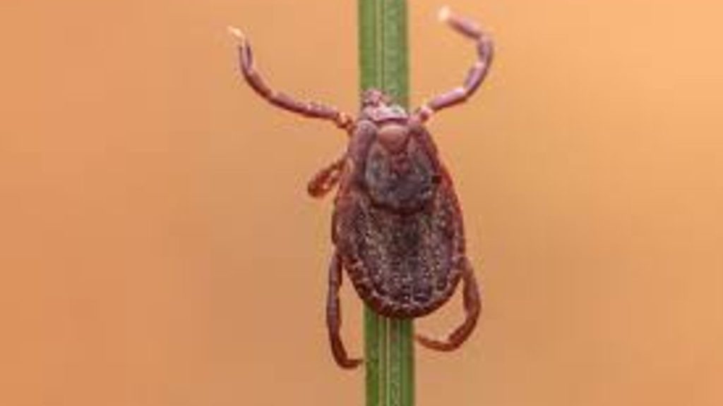 İstanbul’da Kene Vakalarına Yönelik Çalışma ve Güncel Durum