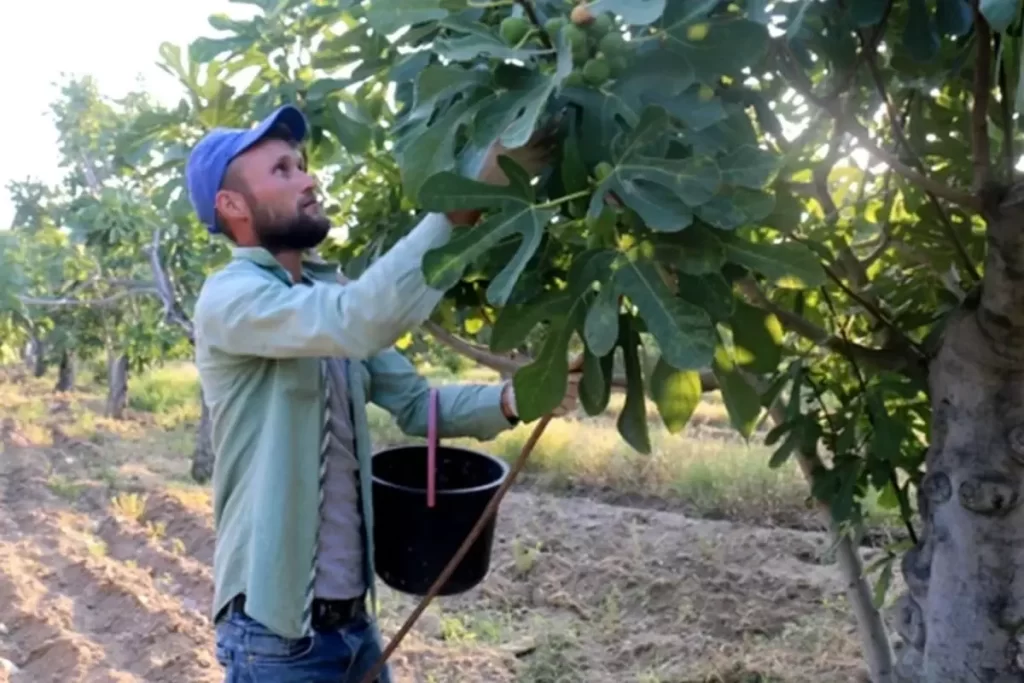 İzmir Tire’de Incir Hasadı ve Yüksek Ücretler Üzerine Güncel Gelişmeler
