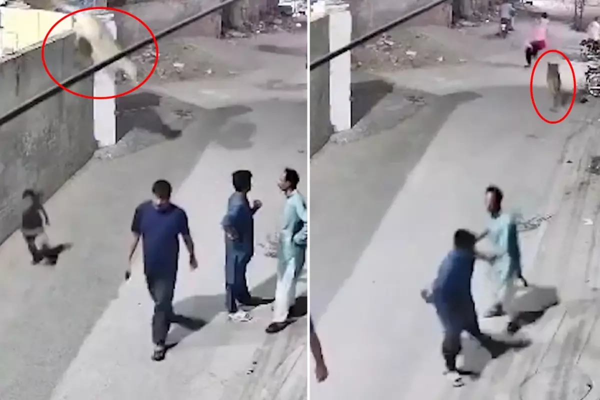 Pakistan’da Evde Bakılan Aslan Sokakta Saldırdı