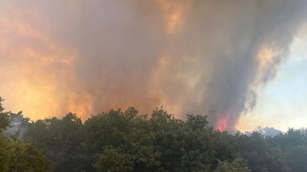Sakarya’da Orman Yangını Çıkışı ve Müdahale Çalışmaları