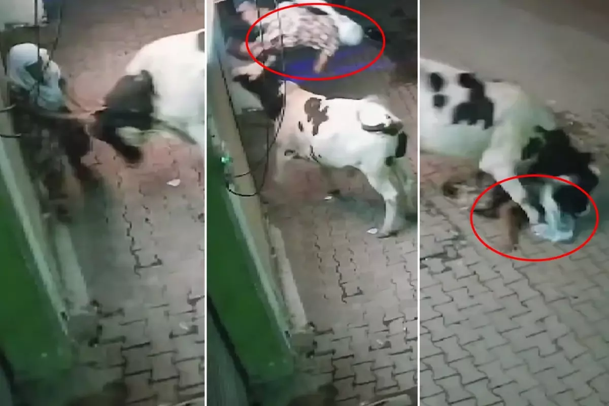Sambhal’da Yaşlı Kadına Inek Saldırısı: Güvenlik Kameralarına Yansıyan dehşet anları