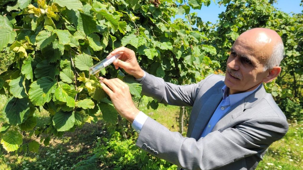 Türkiye Fındık Rekoltesi 461 Bin Ton Olarak Belirlendi