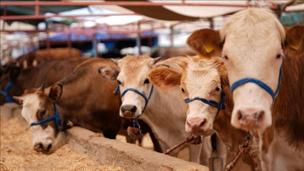 Türkiye’de SAT-1 Şap Hastalığıyla Mücadele Seferberliği Başlatıldı