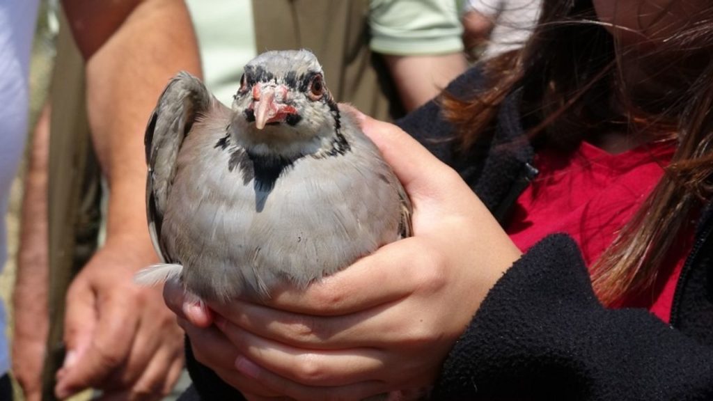 Yozgat’ta Keklik Salımı ve Doğa Koruma Çalışmaları