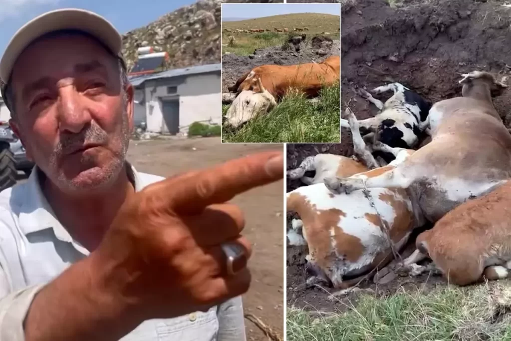 Ardahan’da Şap Hastalığı Bölgede Üreticileri Zor Duruma Soktu