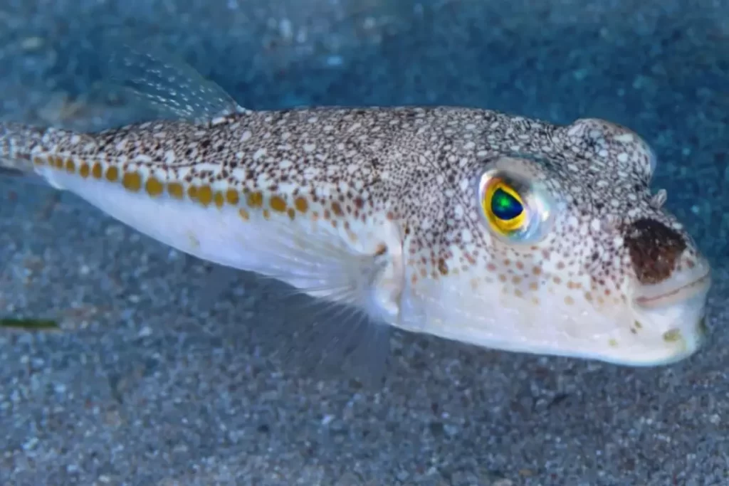 Balon Balığı Avcılığı Destekleme Ödemelerinde Değişiklik