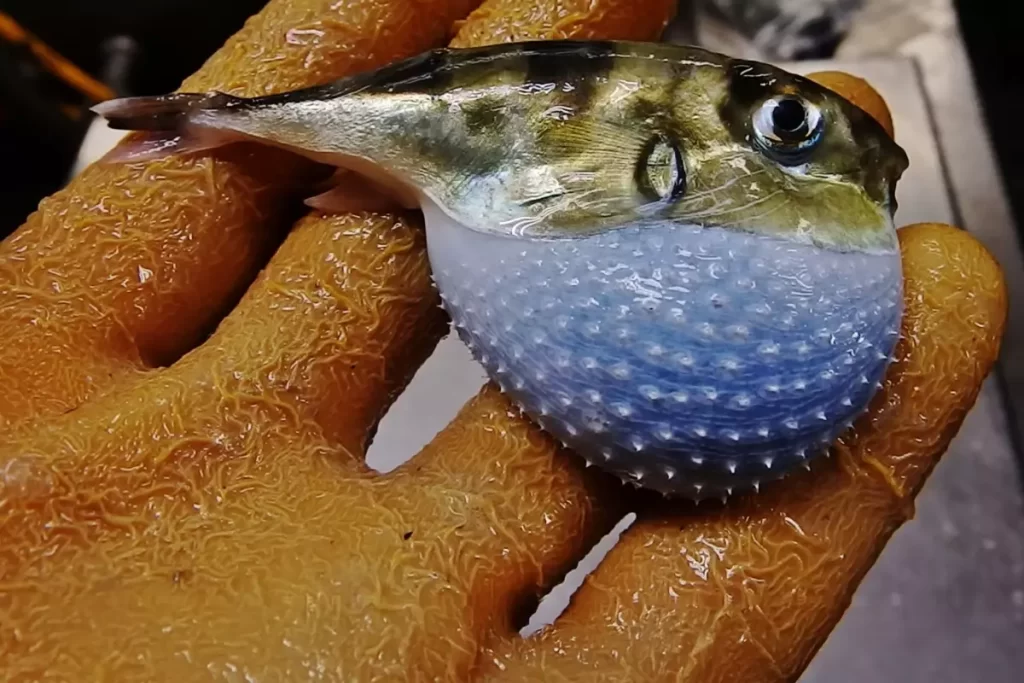 Balon Balığı Avcılığına Destek ve Ücret Düzenlemesi