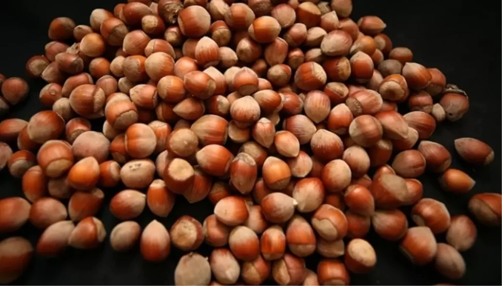 Fındık Alım Fiyatları Güncellendi: 2025-2026 Sezonu Fındık Fiyatları Belli Oldu