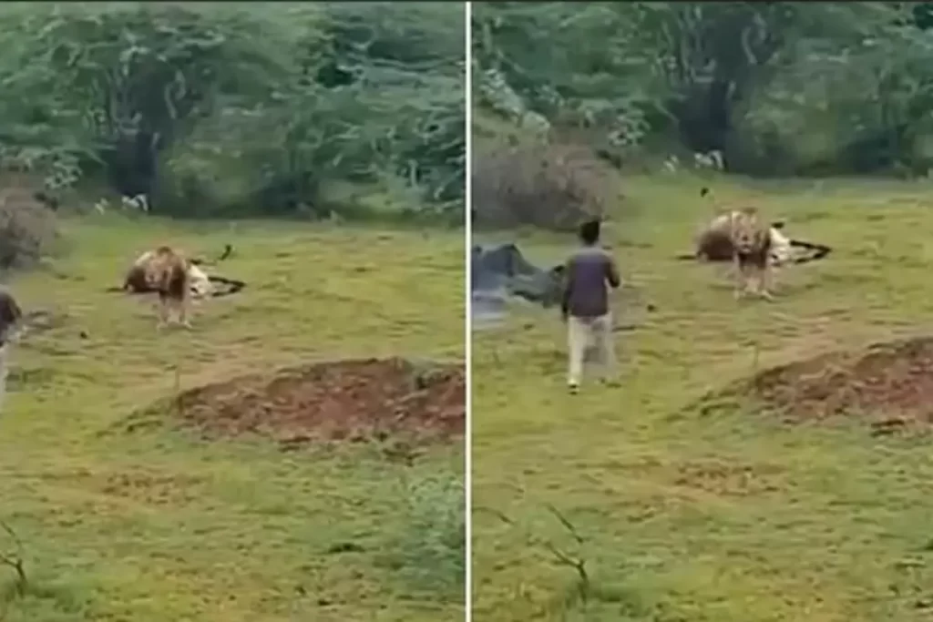 Güney Afrika’da Aslanın Saldırısına Sebep Olan Turist Olayı