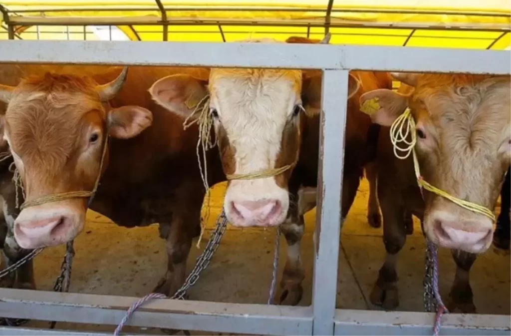 Hayvan Pazarlarının Yeniden Açılış Süreci ve Şap Hastalığı Tedbirleri