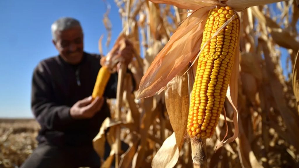 Mısır Alım Fiyatı Belirlendi