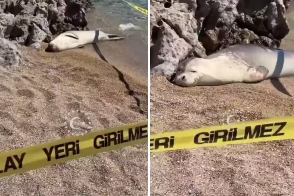 Muğla’da Sahilde Fok Balığı Görüntüleri İlgi Çekti