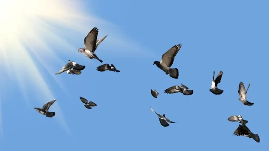 Mumbai’de Güvercin Besleme Yasaklandı: Sağlık ve Gelenekler Çatıştı