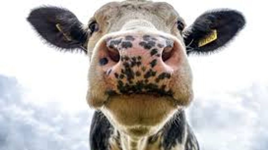 Türkiye’de Şap Hastalığına Karşı Aşılama ve Pazar Açılışları