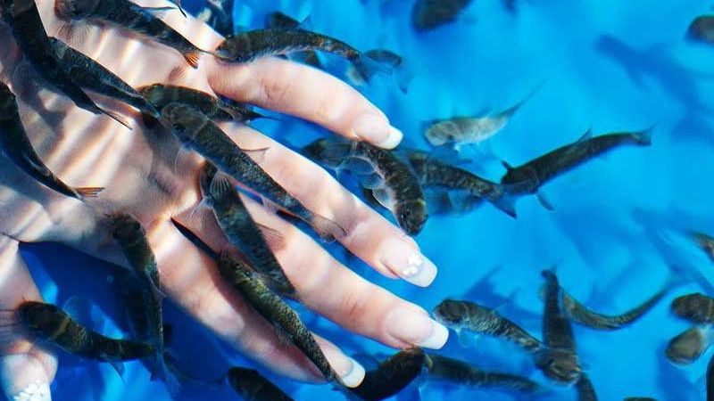 Balıklı Kaplıca bölgesi ‘Kangal Balıklıgöl Tabiat Parkı’ ilan edildi