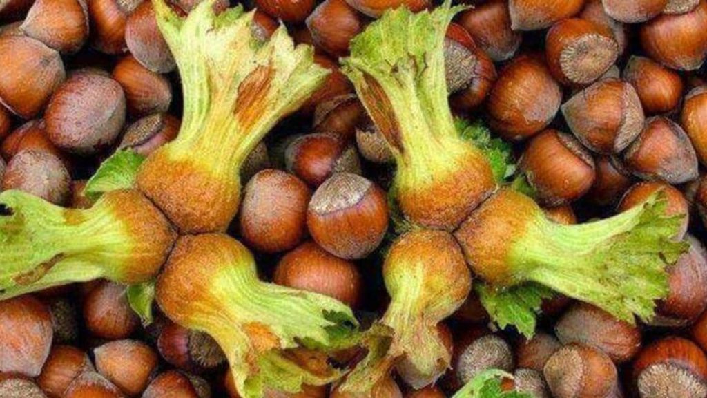 Fındık Fiyatları Serbest Piyasada 300 Lira Seviyesini Gördü