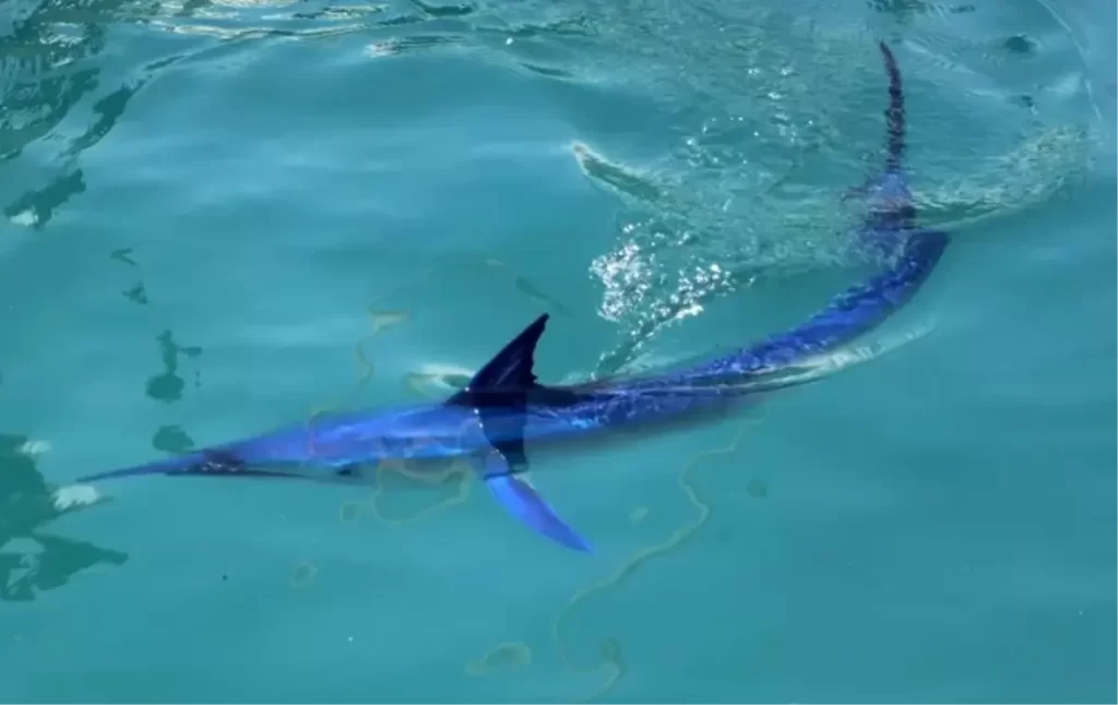 Mavi Yelken Balığı Nesli Tükeniyor mu? Detaylar ve Koruma Çalışmaları