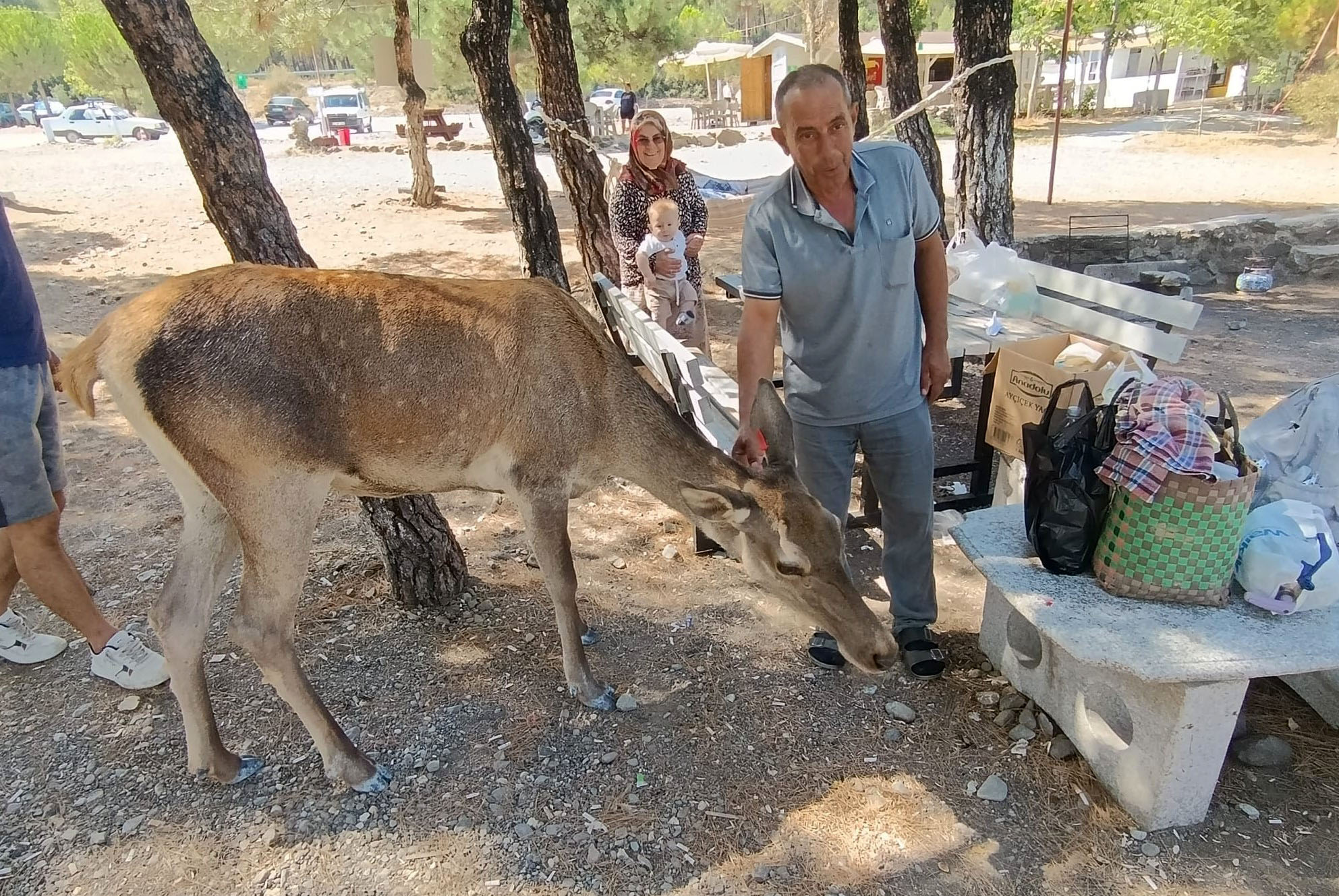 Salda Gölü’nde kızıl geyik sürprizi