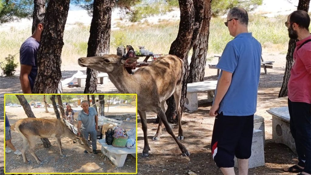 Salda Gölü’nde tehlike altındaki kızıl geyik görüldü