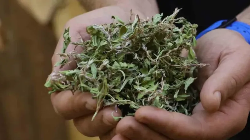 Sivas’ta madımağın kurusu tezgâhları süslüyor