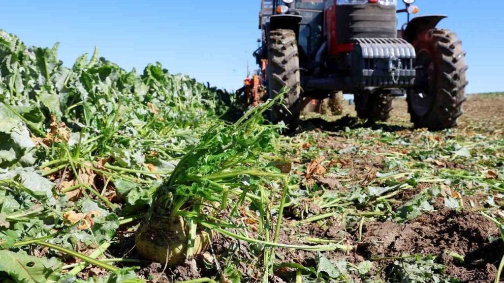Sivas’ta Şeker Fabrikası Beklentisi Sürüyor