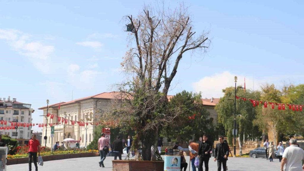 Sivas’ta ‘Tek Ağaç’ yeniden hayat bulacak