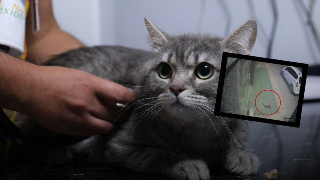 Sokaktaki Kedi, Klinik Kapısında Tedavi ve Sahiplendirme Sürecinde