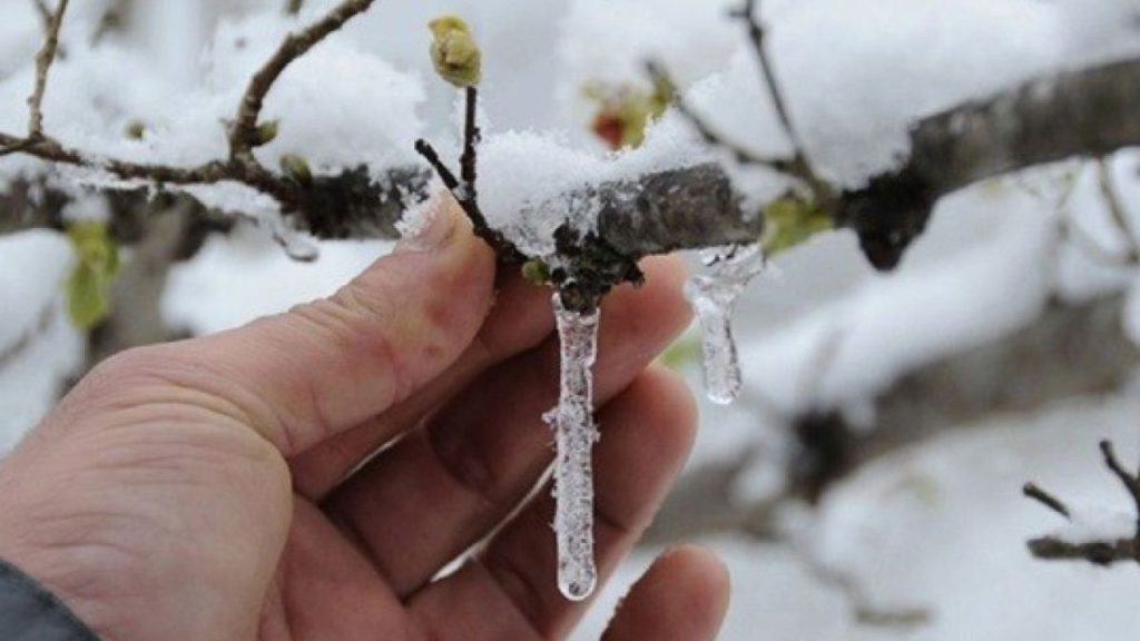 Tarım Bakanı Yumaklı, zirai don mağduru üreticilere müjde verdi