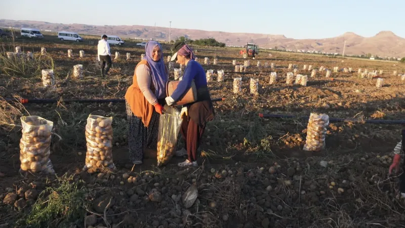 Yeşilhisar’da Patates Hasadı Başladı, İhracatta Yoğun İlgi