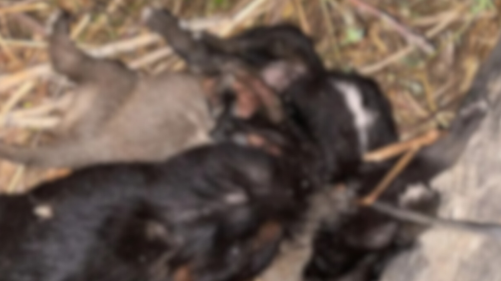 Zile’de İki Yavru Köpek Ölümüne Sebep Olan İp Soruşturması