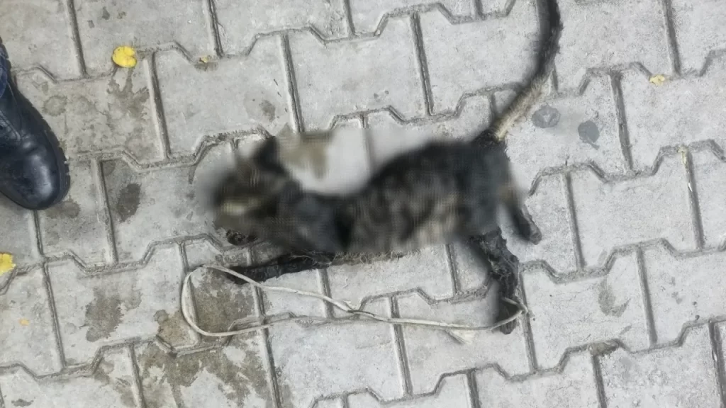 Denize Atılan Yavru Kedi Sahil Güvenlik Ekiplerini Hareket Geçirdi