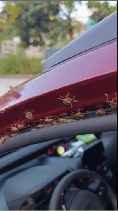 Giresun Görele’deki Kokarcalar, Köyde Panik Yarattı