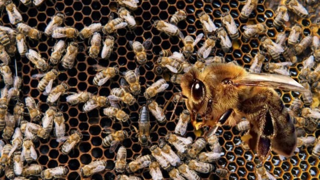 İklim Değişikliği Bombus Arılarının Yaşamını ve Üremesini Olumsuz Etkiliyor