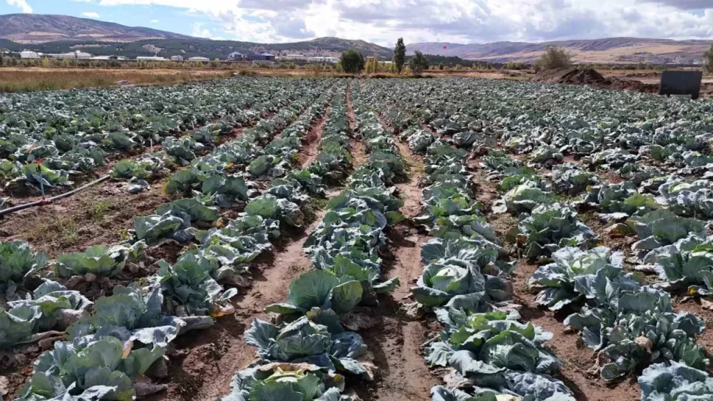 İklim Değişikliği Sivas’taki Lahana Üretimini Vurdu