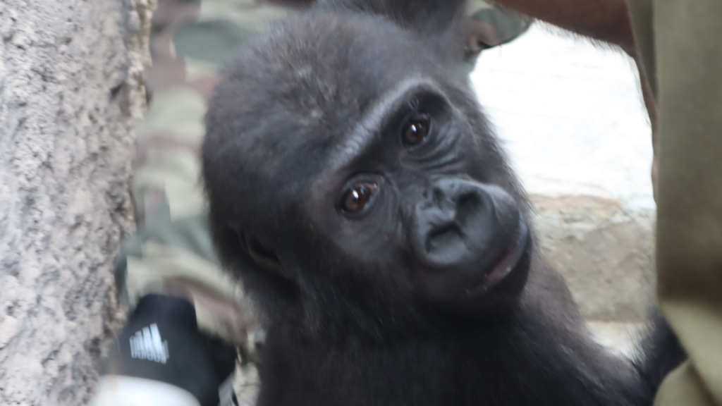 İstanbul Havalimanı’nda Ele Geçirilen Yavru Gorilinin Hikayesi