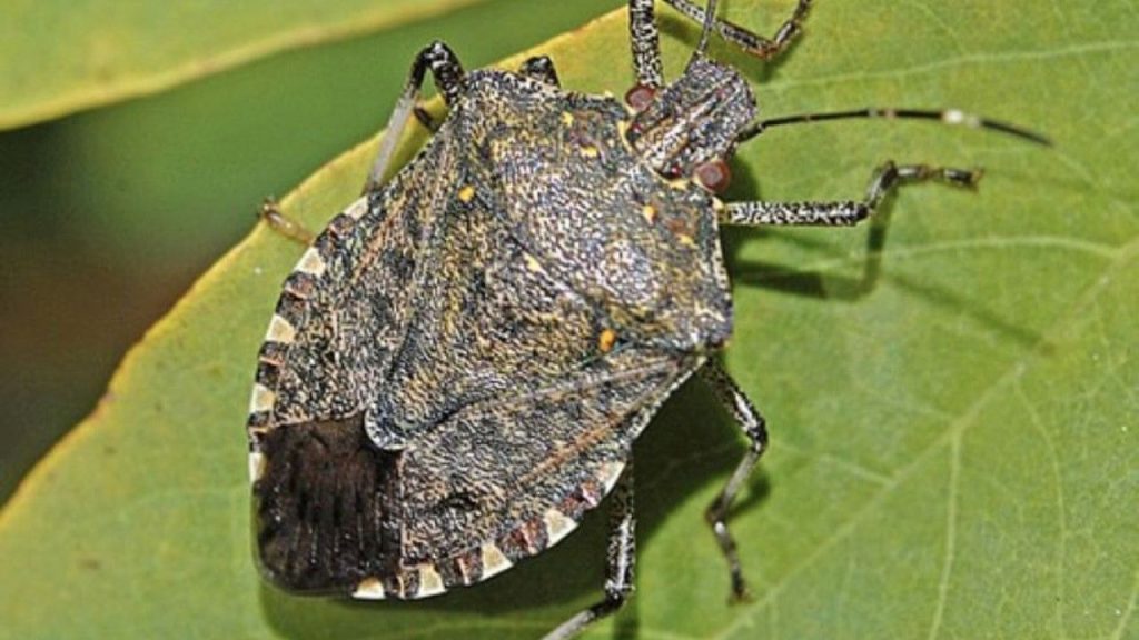 Kahverengi Kokarca Sivas’ta Tespiti ve Mücadele Çalışmaları