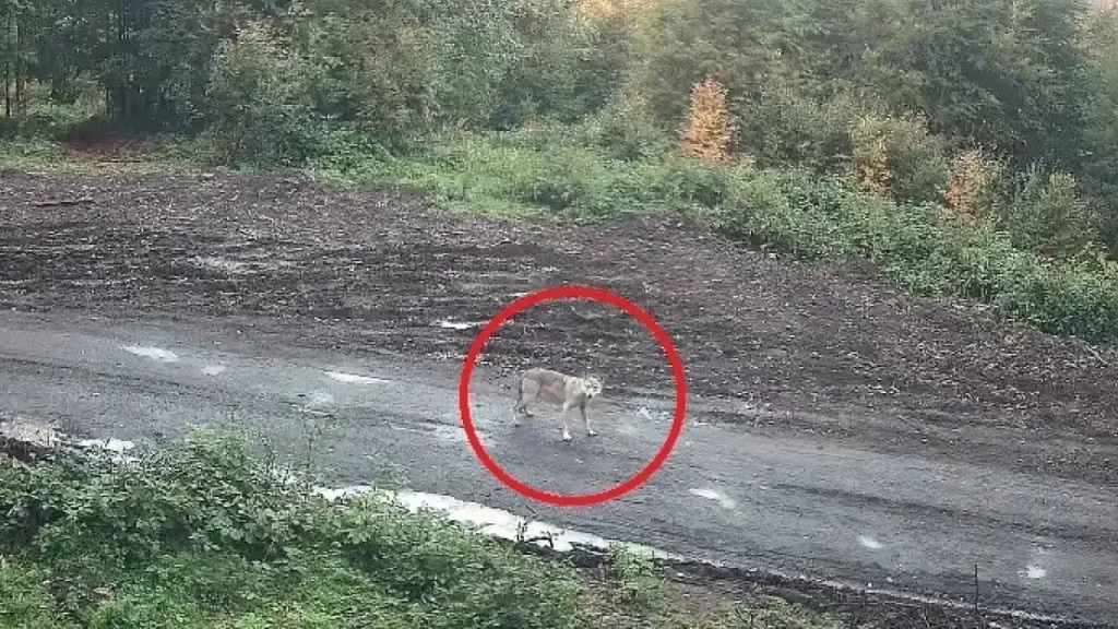 Karağaç Mahallesi’nde Kurt Sürüsü Endişe Yarattı
