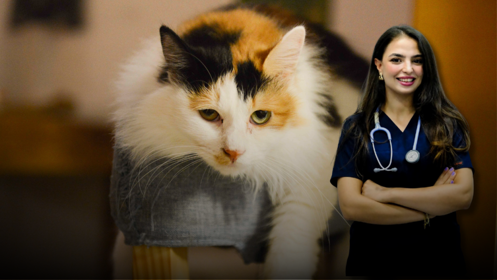 Kedilerde Ağrı Belirtileri ve Erken Tanı Yöntemleri