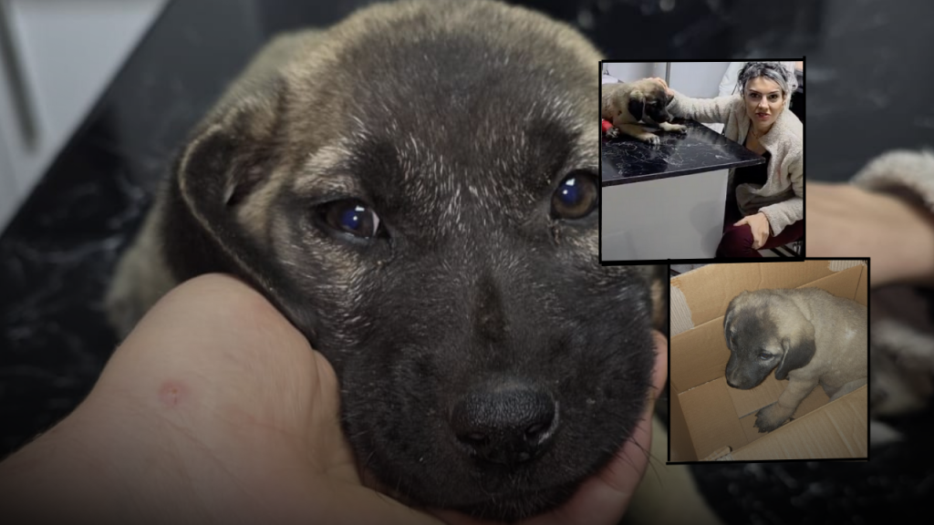 Koyulhisar’da Yaralanan Yavru Köpek Kurtarılmaya Çalışılıyor