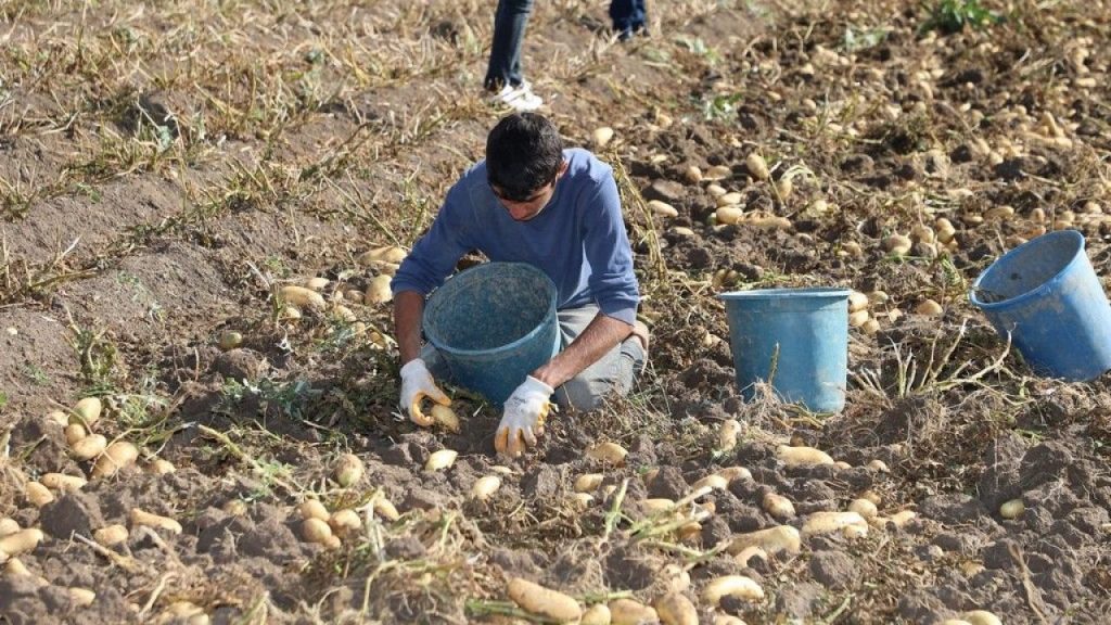 Kuraklık Patates Çiftçisinin Yüzünü Güldürmesini Engelliyor
