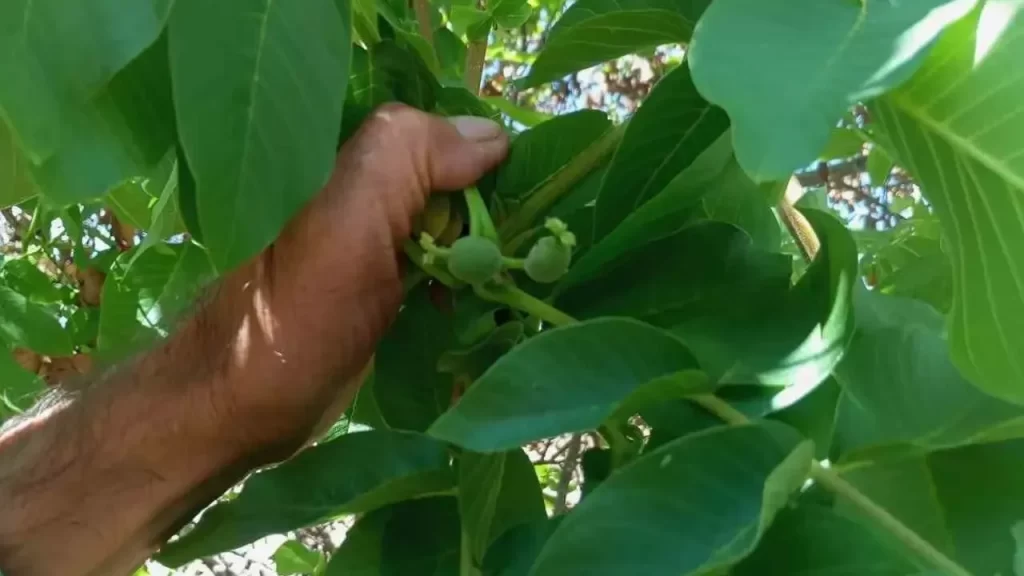 Levent Mahallesi’nde Ceviz Ağaçlarında Beklenmedik Meyve Verimi